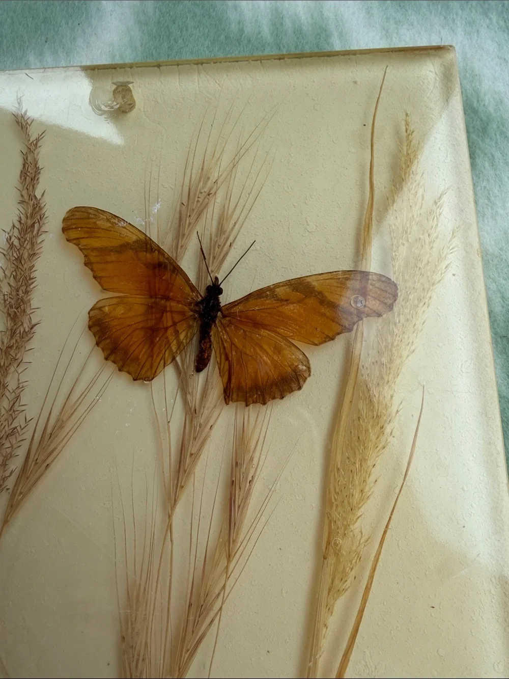 1970s Vintage Papilio and Juno Butterfly Resin Wall Art in Cream, Brown & Teal